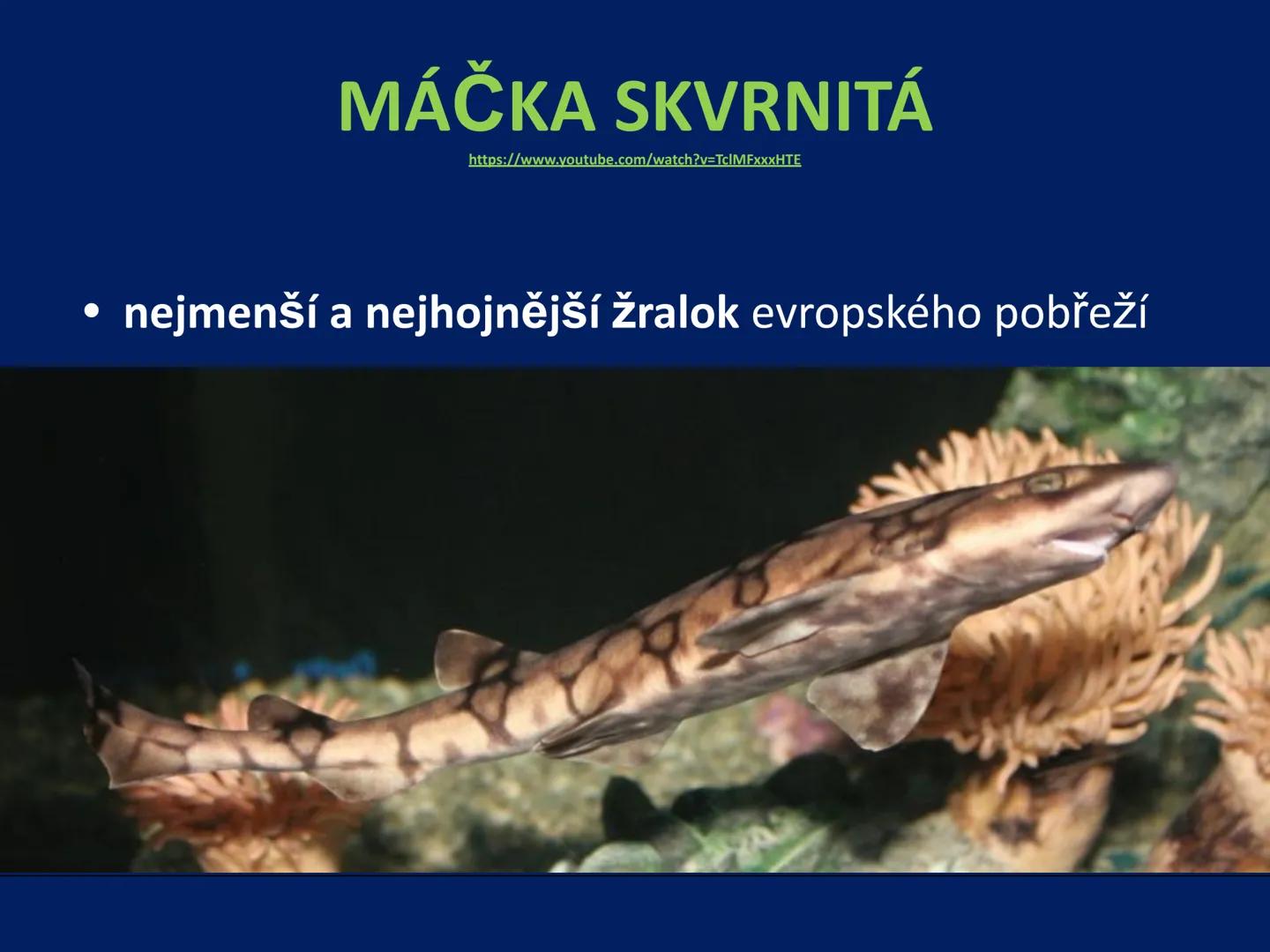 PARYBY Třída: PARYBY
• mořští, vzácně i sladkovodní
živočichové podobní rybám
• na rozdíl od ryb mají
chrupavčitou kostru
• nemají skřele, m