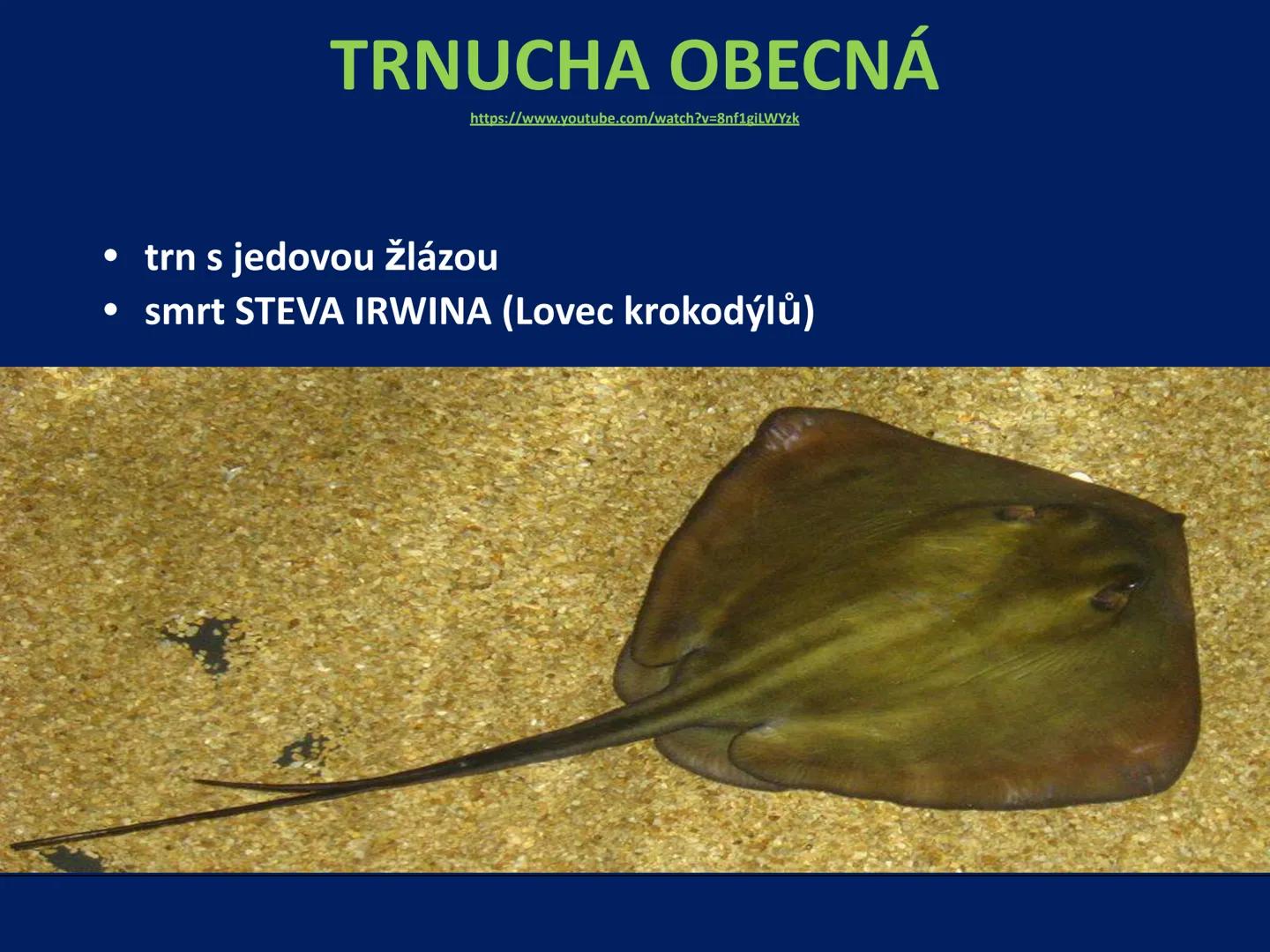 PARYBY Třída: PARYBY
• mořští, vzácně i sladkovodní
živočichové podobní rybám
• na rozdíl od ryb mají
chrupavčitou kostru
• nemají skřele, m