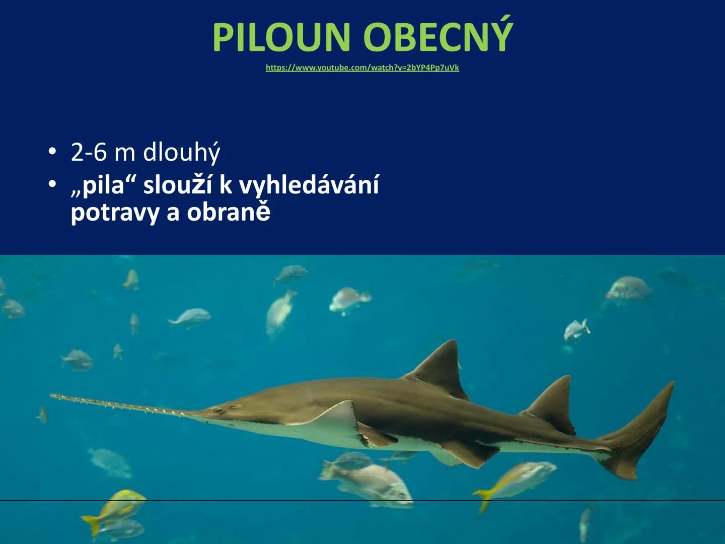 PARYBY Třída: PARYBY
• mořští, vzácně i sladkovodní
živočichové podobní rybám
• na rozdíl od ryb mají
chrupavčitou kostru
• nemají skřele, m
