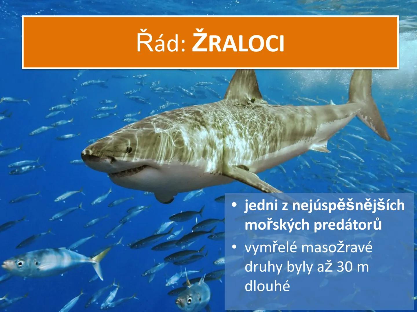PARYBY Třída: PARYBY
• mořští, vzácně i sladkovodní
živočichové podobní rybám
• na rozdíl od ryb mají
chrupavčitou kostru
• nemají skřele, m