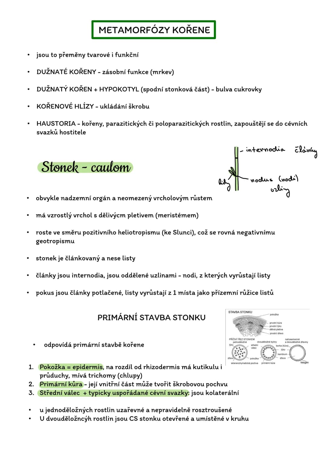 # Stavba rostlinného těla
- Rostlinná morfologie (vnější stavba)
- Rostlinná anatomie (vnitřní stavba)
Stavbení hierarchie:
Reprodukční
(