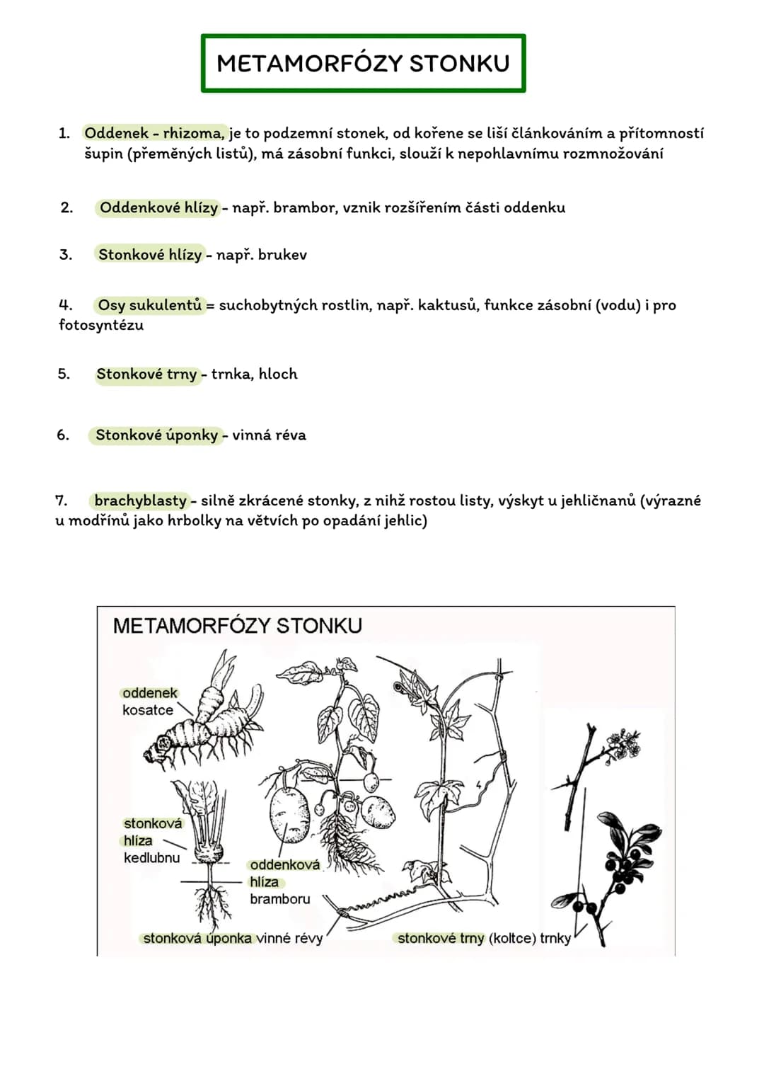 # Stavba rostlinného těla
- Rostlinná morfologie (vnější stavba)
- Rostlinná anatomie (vnitřní stavba)
Stavbení hierarchie:
Reprodukční
(