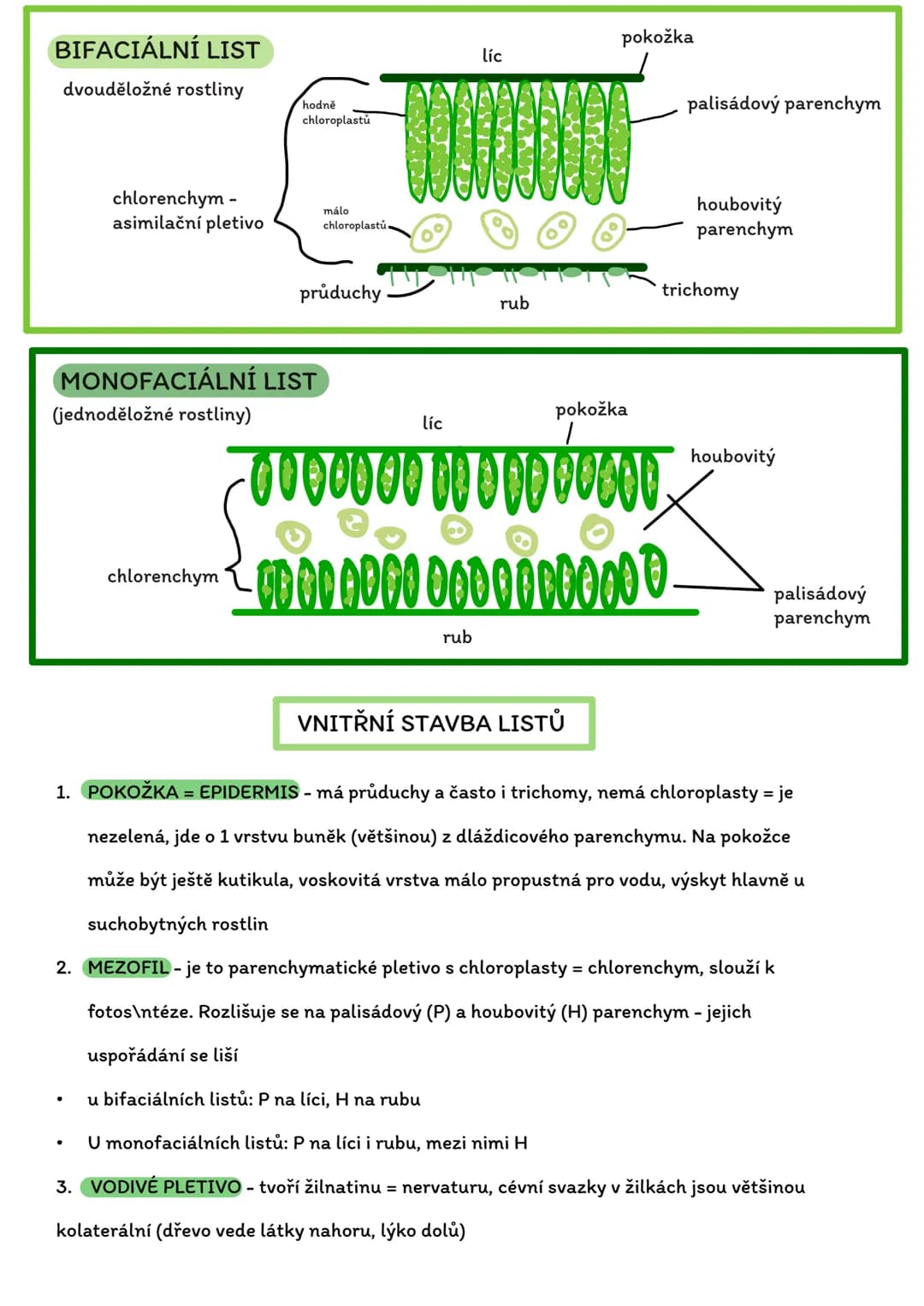 # Stavba rostlinného těla
- Rostlinná morfologie (vnější stavba)
- Rostlinná anatomie (vnitřní stavba)
Stavbení hierarchie:
Reprodukční
(