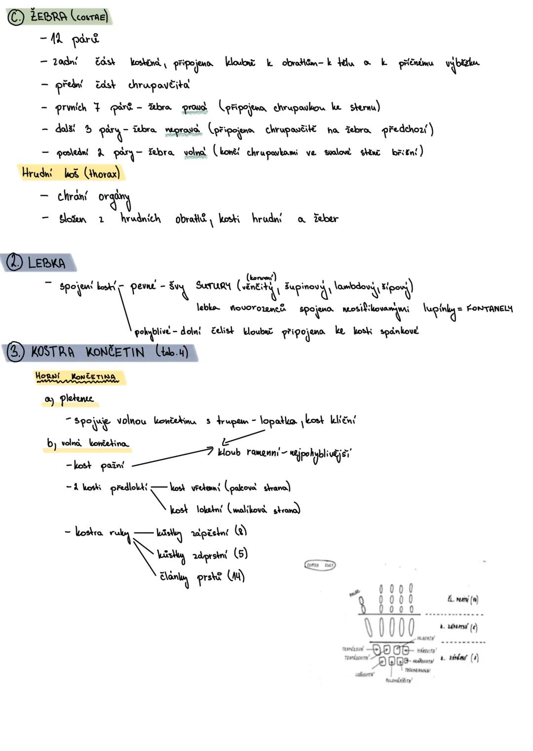 # KOSTRA ČLOVĚKA
1. KOSTRA TRUPU -osova
A PÁTEŘ
- fce.:
- osa těla
- chrání michu
- umožňuje pohyb
a) 33-34 obrattu
b, stav