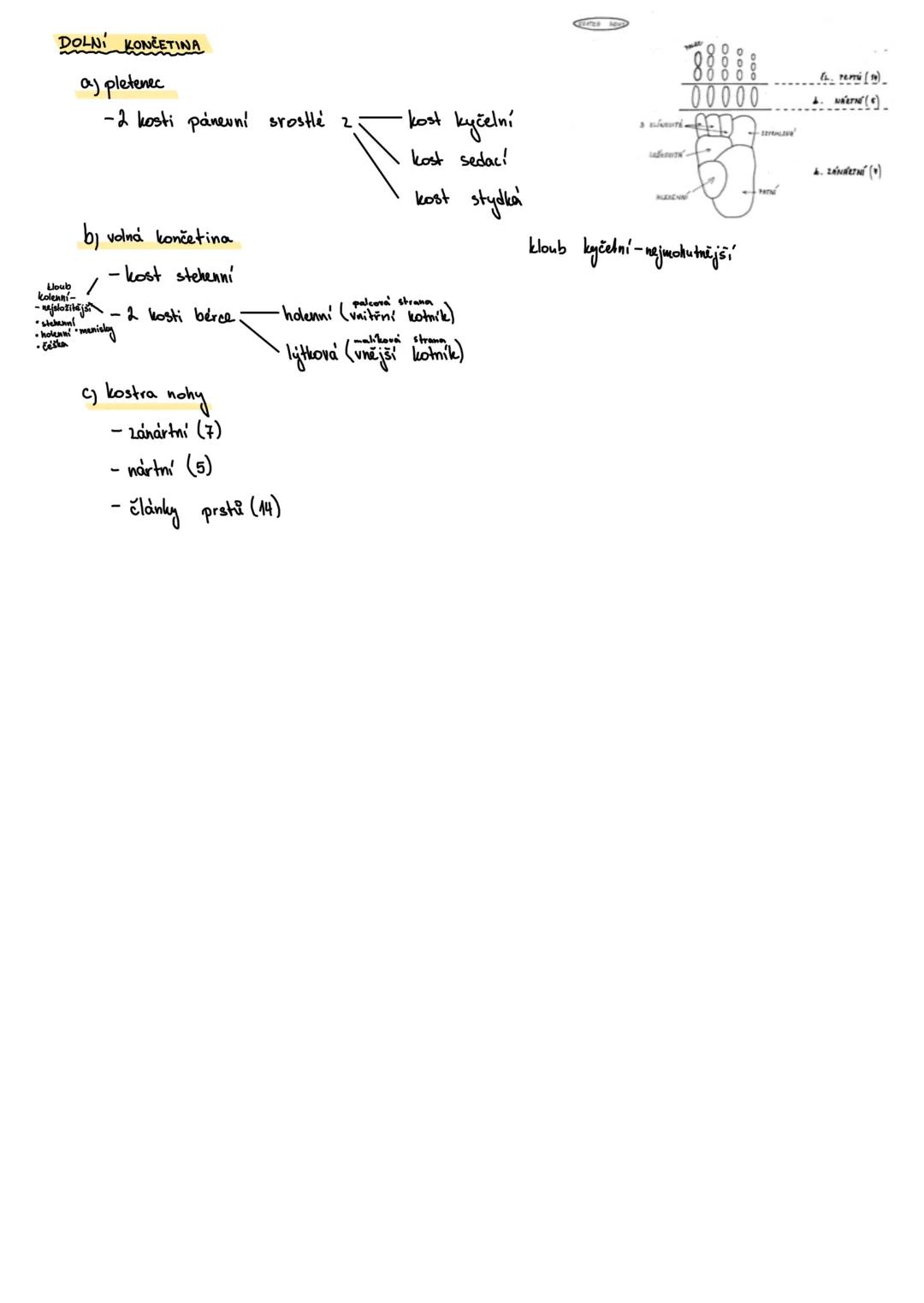 # KOSTRA ČLOVĚKA
1. KOSTRA TRUPU -osova
A PÁTEŘ
- fce.:
- osa těla
- chrání michu
- umožňuje pohyb
a) 33-34 obrattu
b, stav