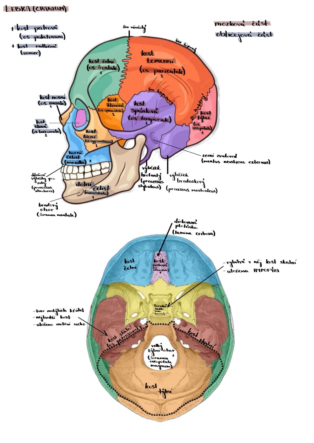 # KOSTRA ČLOVĚKA
1. KOSTRA TRUPU -osova
A PÁTEŘ
- fce.:
- osa těla
- chrání michu
- umožňuje pohyb
a) 33-34 obrattu
b, stav