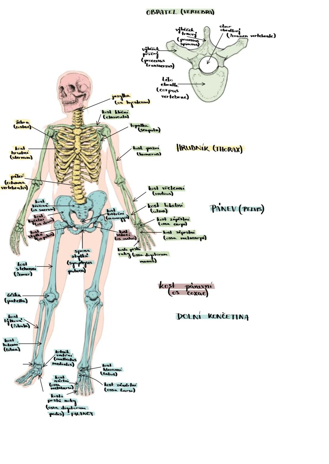 # KOSTRA ČLOVĚKA
1. KOSTRA TRUPU -osova
A PÁTEŘ
- fce.:
- osa těla
- chrání michu
- umožňuje pohyb
a) 33-34 obrattu
b, stav
