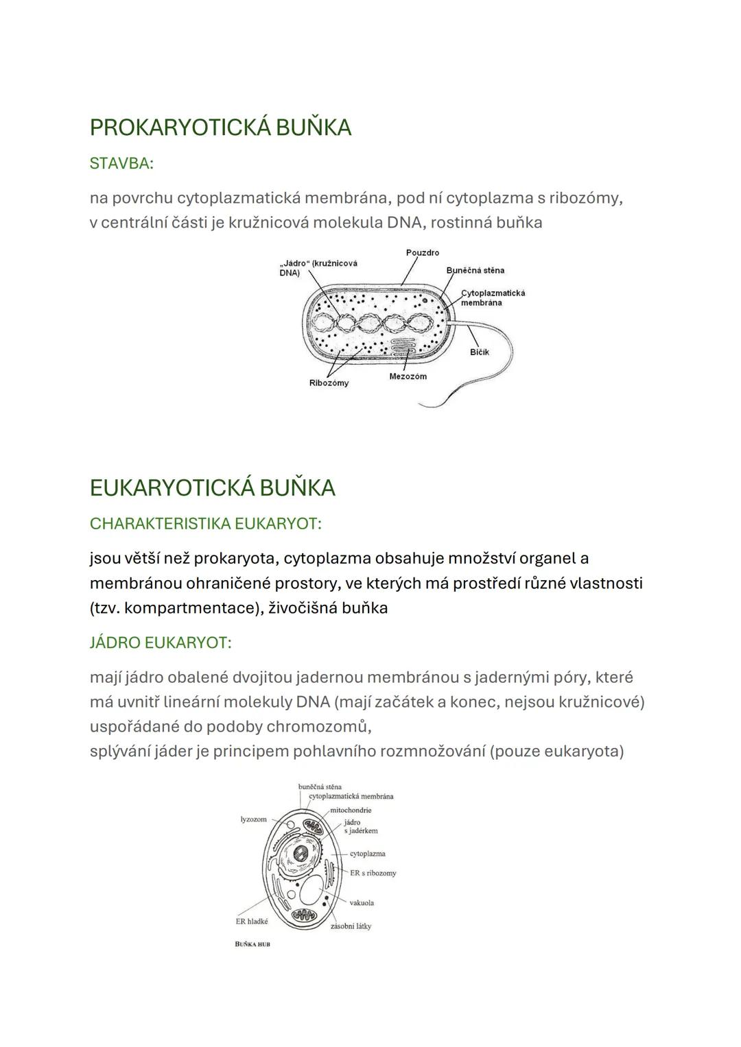 # PROKARYOTICKÁ BUŇKA
STAVBA:
na povrchu cytoplazmatická membrána, pod ní cytoplazma s ribozómy,
v centrální části je kružnicová molekula
