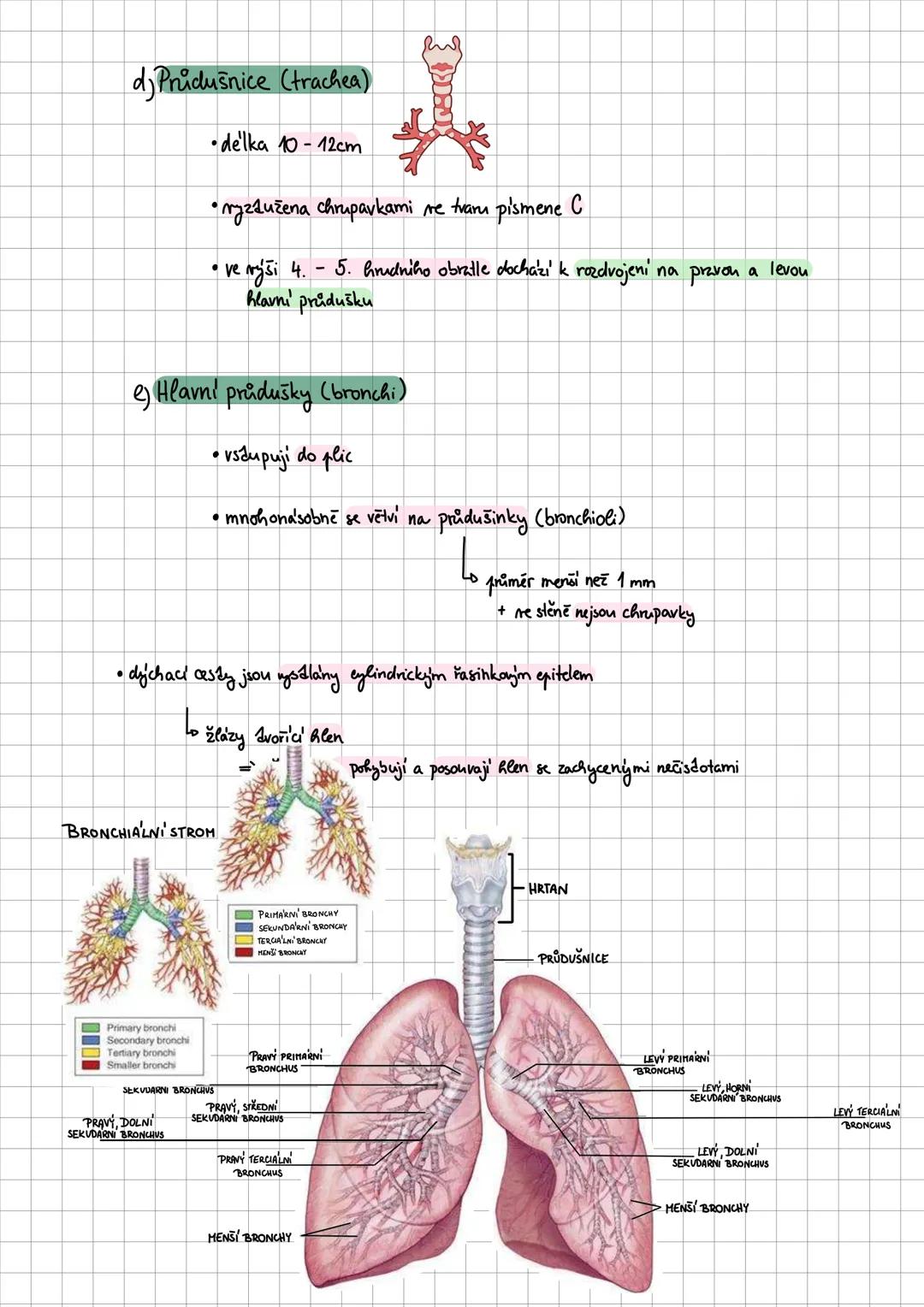 # COMPOSITION BOOK
100 SHEETS
9.75 X 7.5 IN / 24.76 X 19.0 CM # dýchací soustava
• zajišťuje výměnu plynů mezi organismem a mějším prostře
