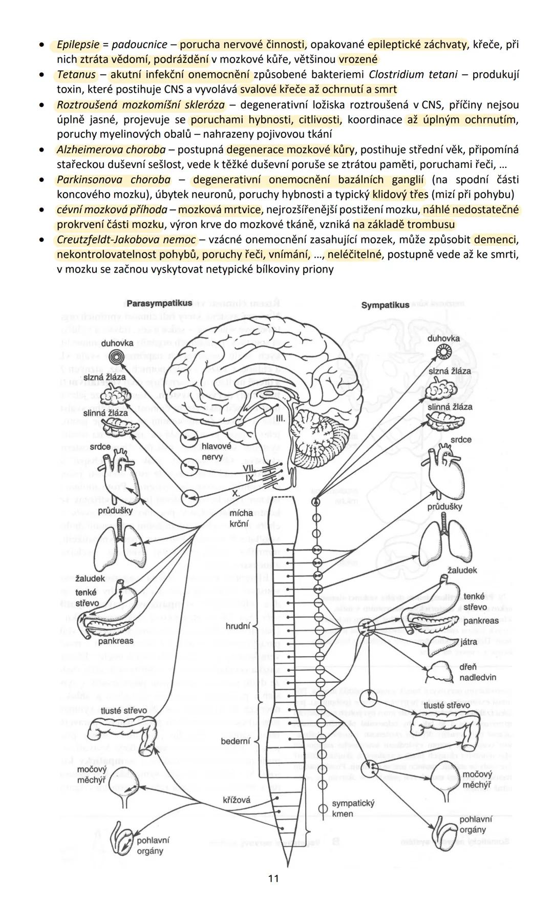 # NERVOVÁ SOUSTAVA (systema nervosum)
Nervová soustava ovládá přímo nebo nepřímo činnost všech orgánů v těle, vytváří chování
organismu a k