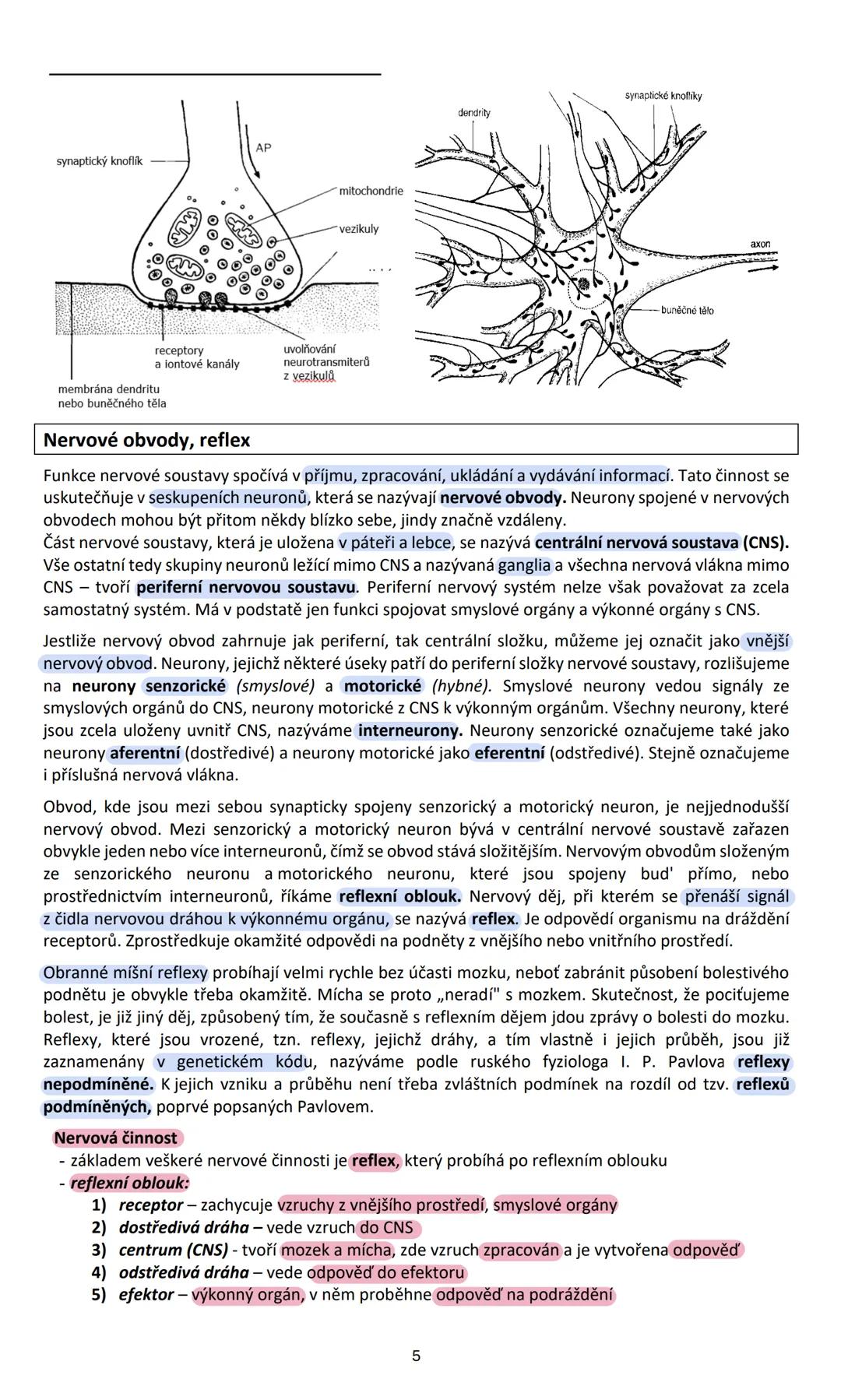 # NERVOVÁ SOUSTAVA (systema nervosum)
Nervová soustava ovládá přímo nebo nepřímo činnost všech orgánů v těle, vytváří chování
organismu a k