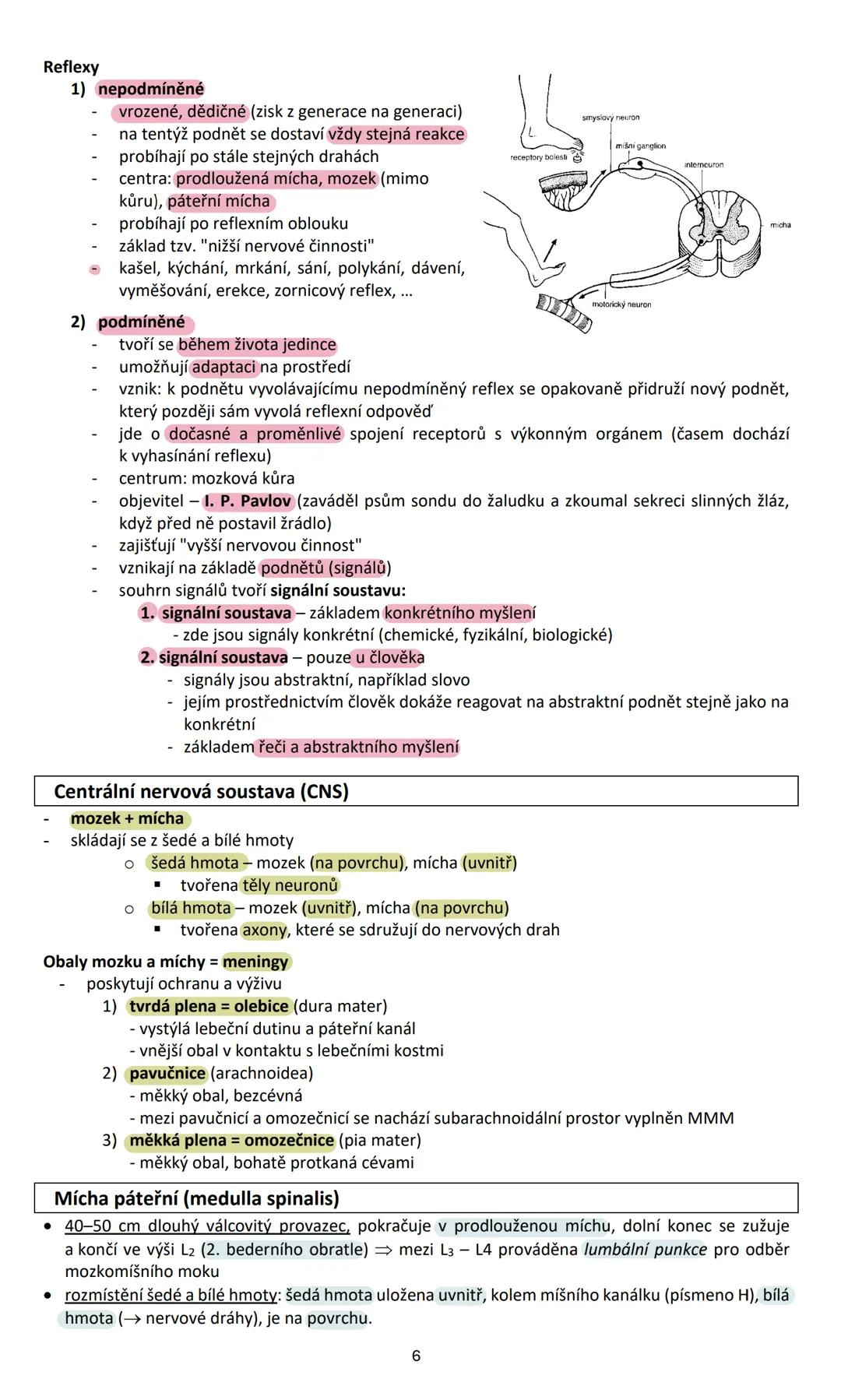 # NERVOVÁ SOUSTAVA (systema nervosum)
Nervová soustava ovládá přímo nebo nepřímo činnost všech orgánů v těle, vytváří chování
organismu a k