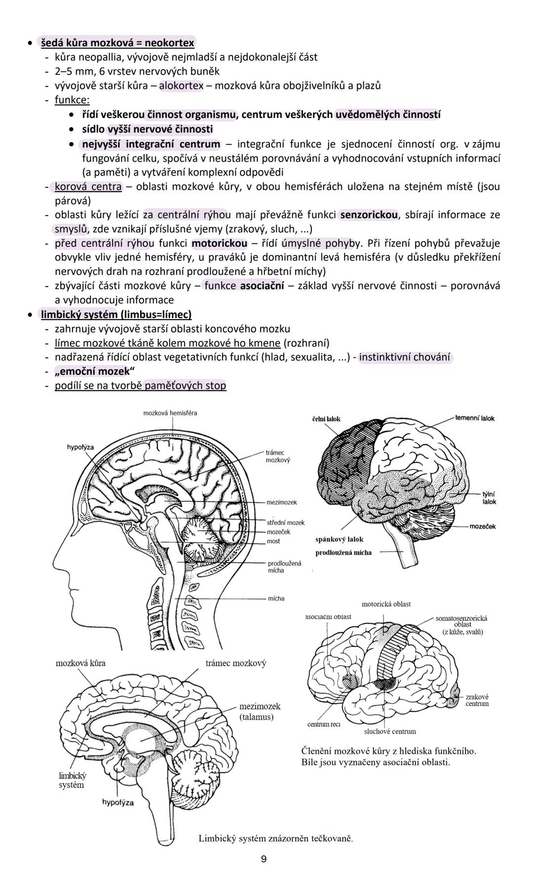 # NERVOVÁ SOUSTAVA (systema nervosum)
Nervová soustava ovládá přímo nebo nepřímo činnost všech orgánů v těle, vytváří chování
organismu a k