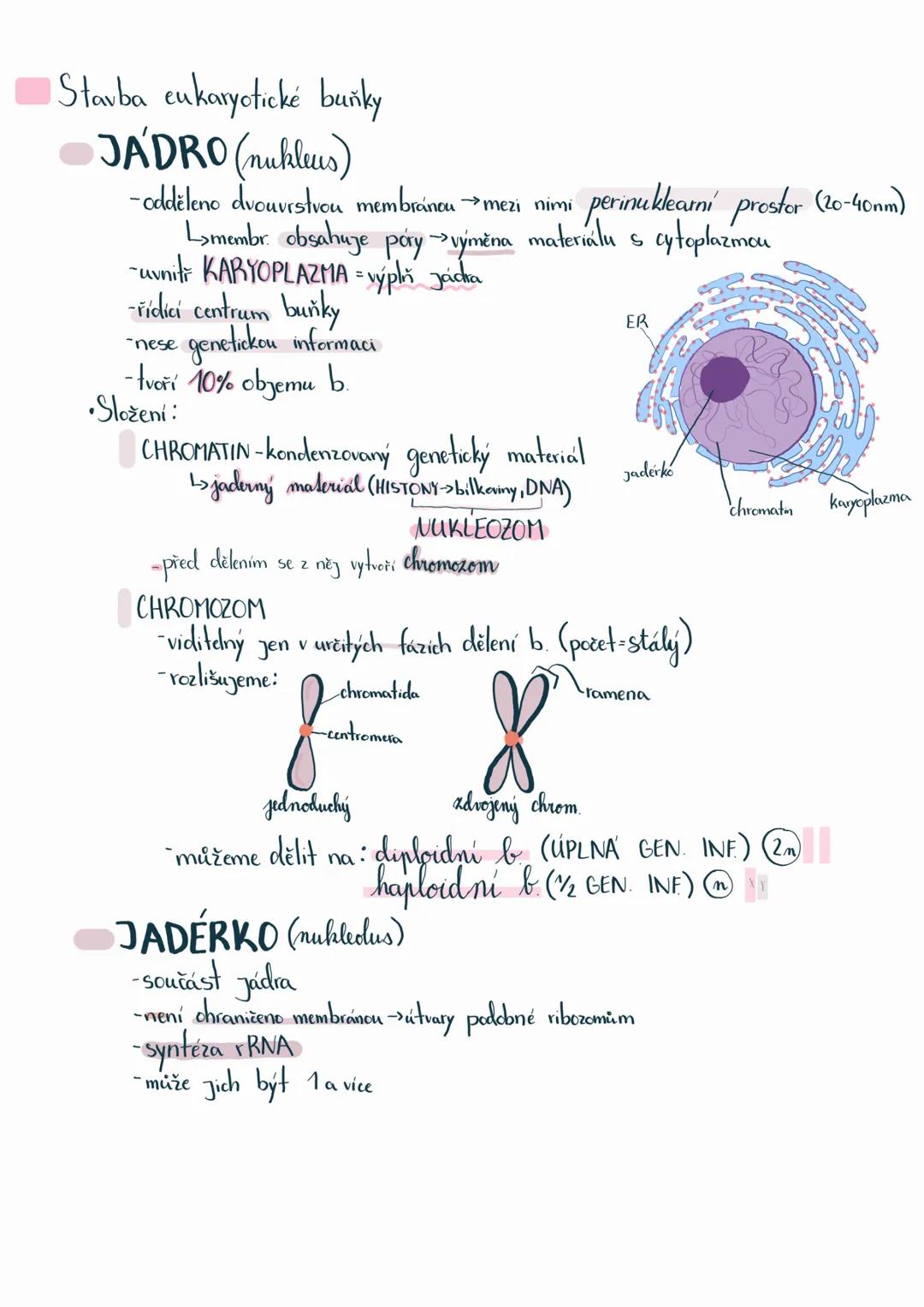 # BUŇKA
Základní stavební a funkční jednotka
-dělíme dva typy buněk:
1) PROKARYOTA
pro
buněční
- Jednobuněční
->nemaji membránové struktu