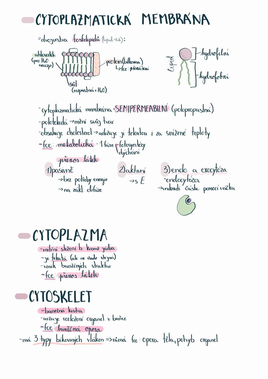 # BUŇKA
Základní stavební a funkční jednotka
-dělíme dva typy buněk:
1) PROKARYOTA
pro
buněční
- Jednobuněční
->nemaji membránové struktu
