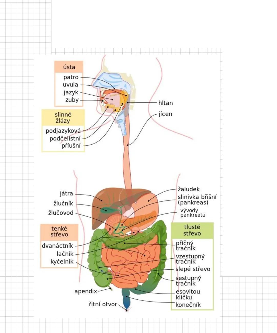 # TRÁVICÍ SOUSTAVA
- je trubice na zpracování potravy (ūstí do ní různé zlazy)
Funkce:
- příjem potravy
- trávení potravy
- vstřebávání lát