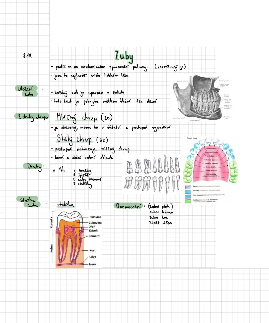 # TRÁVICÍ SOUSTAVA
- je trubice na zpracování potravy (ūstí do ní různé zlazy)
Funkce:
- příjem potravy
- trávení potravy
- vstřebávání lát