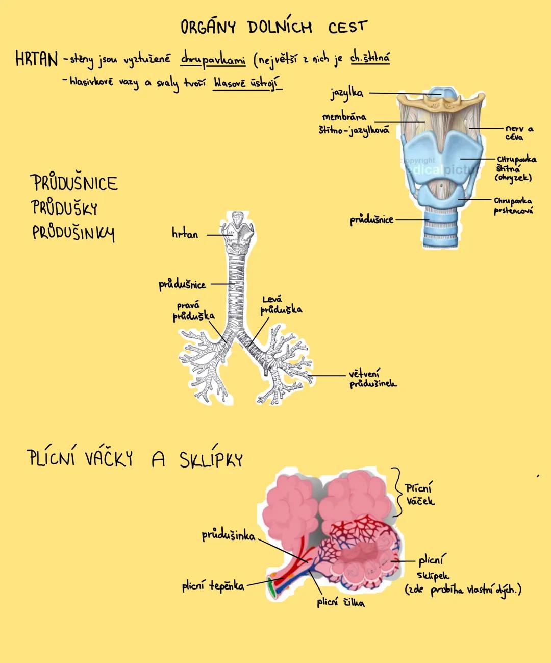 # DÝCHACÍ SOUSTAVA
- je soubor orgánů, které přivádějí kystih z vnějšího prostředí do plic, kde
přes síť kapilar difunduje do krve.
3 fáze