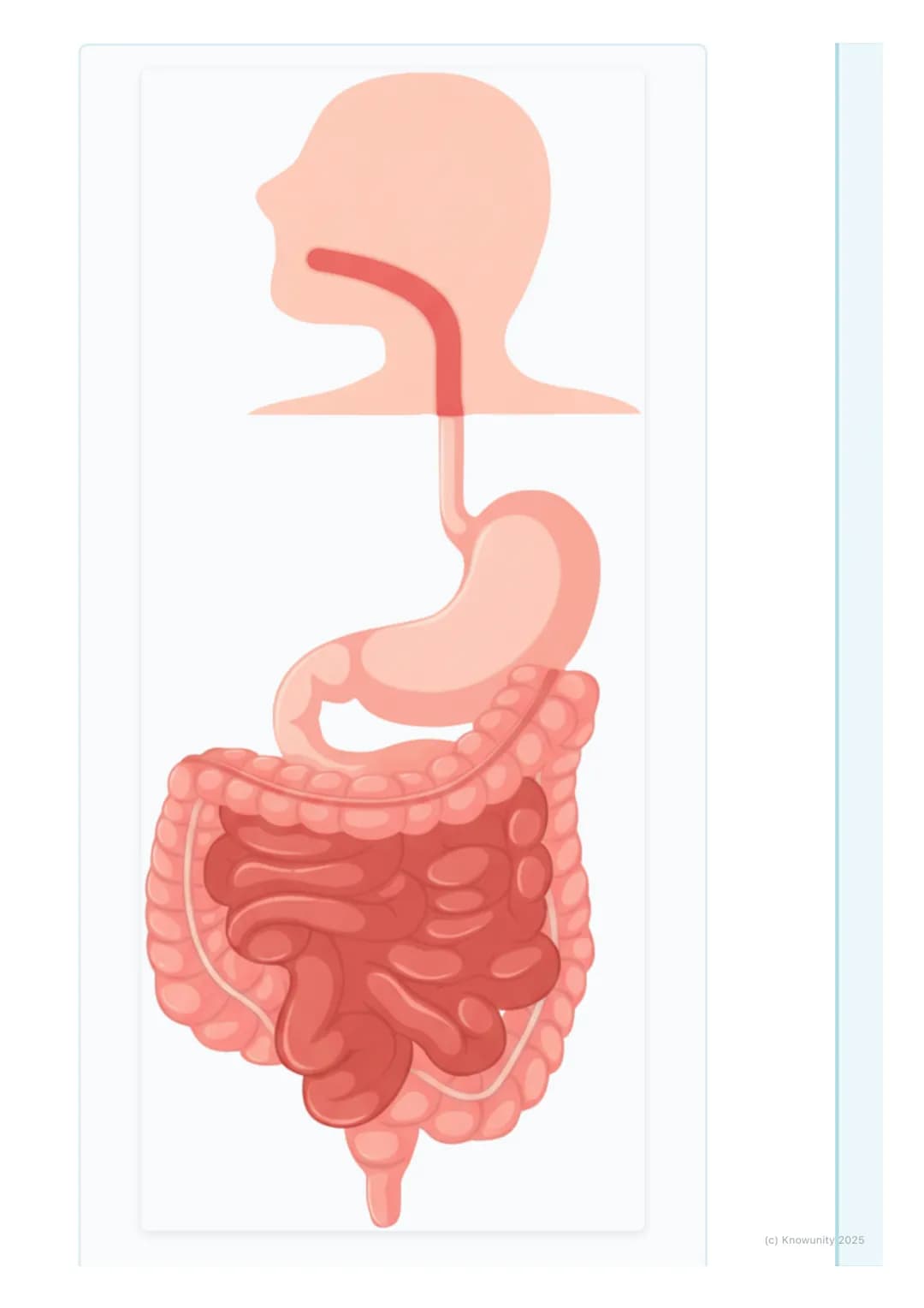 # Human Body Systems
An introduction to body systems
The human body is made up of lots of different parts that all have to work
together.