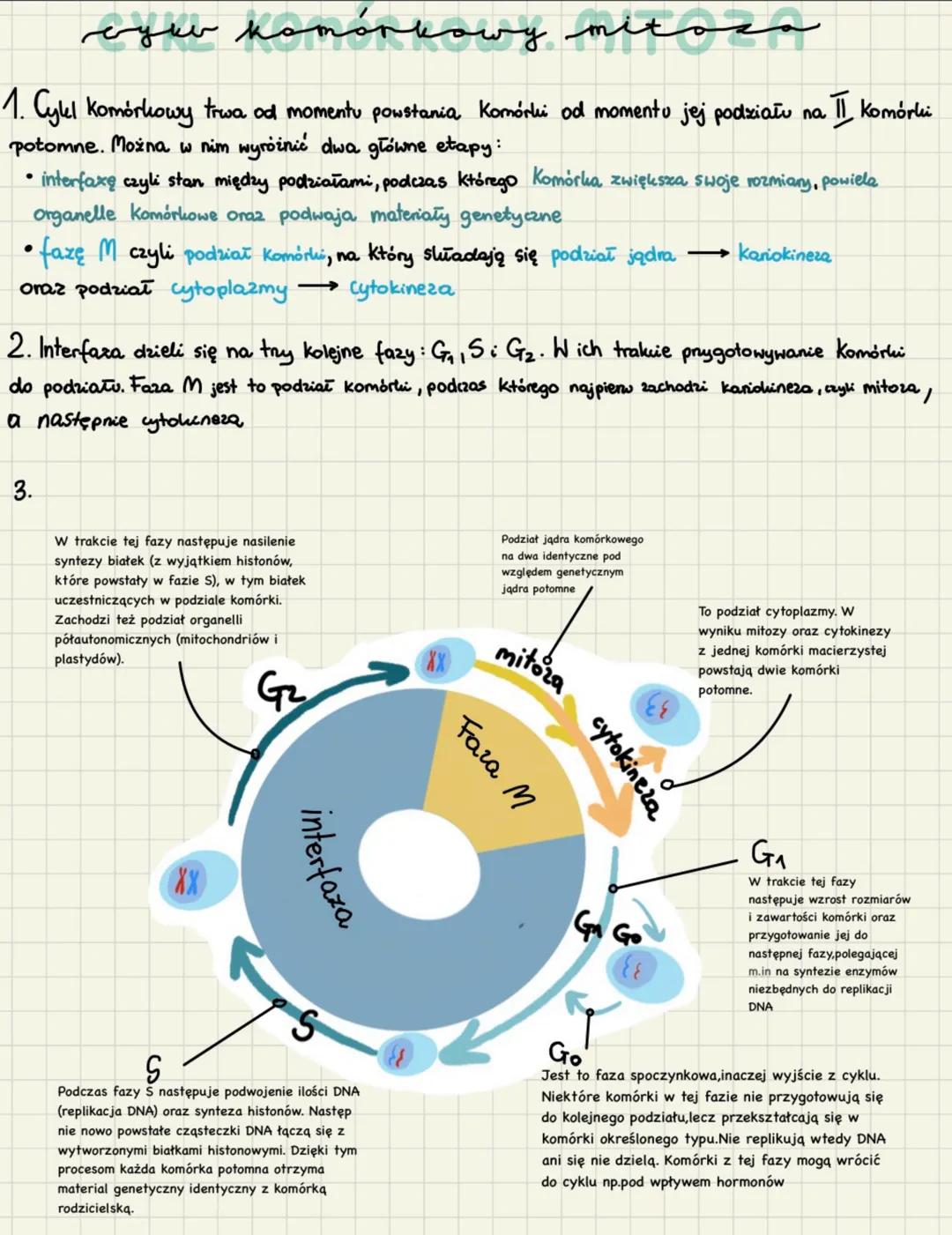 # cyku komórkowy mitoza
1. Cylel komórkowy trwa od momentu powstania Komórki od momentu jej podziału na II komórki
potomne. Można w nim wyr